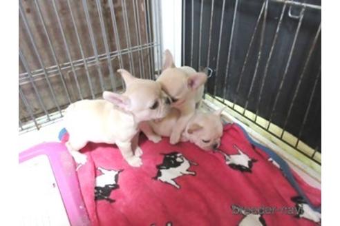 成約済の神奈川県のフレンチブルドッグ-207770の2枚目